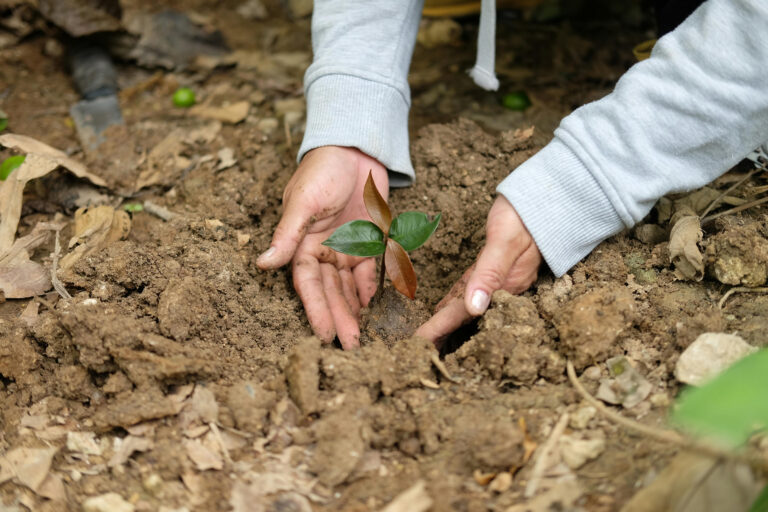 Mehr über den Artikel erfahren Wald bei Ruhland (Brandenburg)